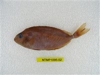 藏品(褐籃子魚)的圖片